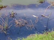 Cách xử lý dầu mỡ trong nước thải cực đơn giản